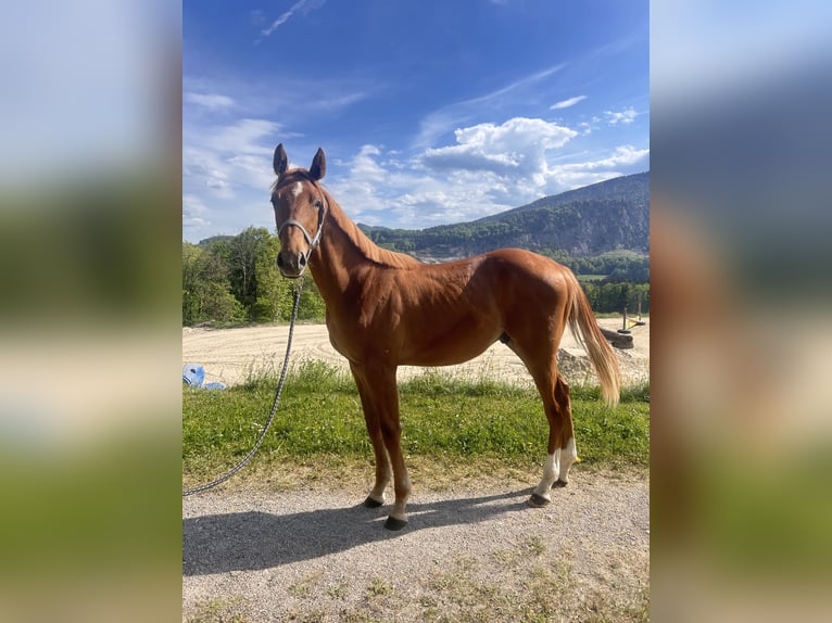 Selle autrichien Étalon 1 Année 130 cm Alezan in Eugendorf