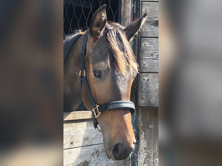 Selle autrichien Étalon 1 Année 170 cm Bai brun in Kirchberg am Wechsel
