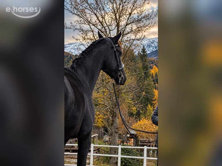 Selle autrichien Étalon 2 Ans 167 cm Noir in Bad Kleinkirchheim