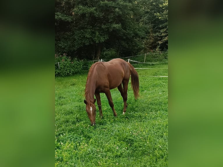 Selle autrichien Étalon 2 Ans 168 cm Alezan in St. Andr&#xE4;