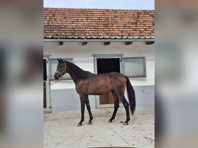 Selle autrichien Étalon 2 Ans 170 cm Bai brun foncé in Bad Radkersburg