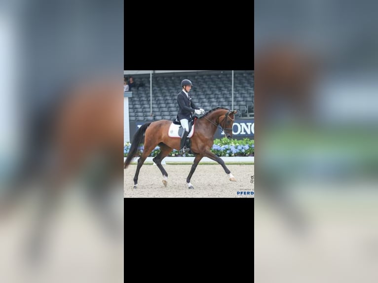 Selle autrichien Étalon 2 Ans 170 cm Bai brun foncé in Bad Radkersburg