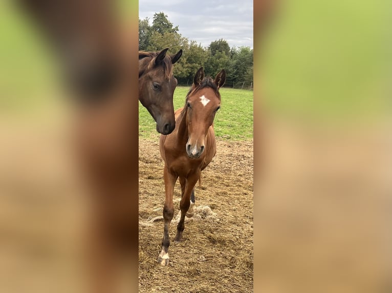 Selle autrichien Étalon 2 Ans 170 cm Bai in Unterpetersdorf