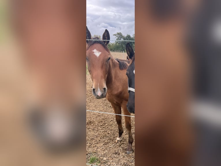 Selle autrichien Étalon 2 Ans 170 cm Bai in Unterpetersdorf