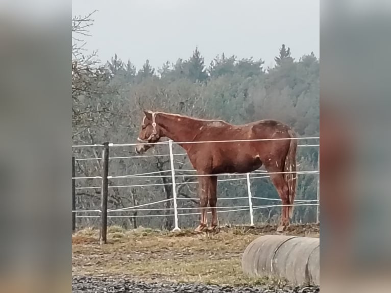 Selle autrichien Étalon 2 Ans 172 cm Alezan brûlé in Bad Blumau
