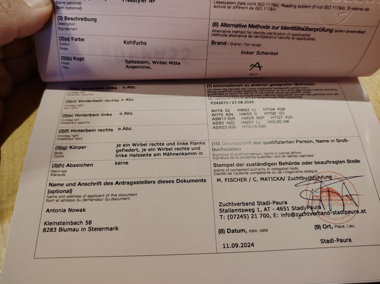 Selle autrichien Étalon 2 Ans 172 cm Alezan brûlé in Bad Blumau