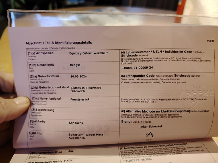 Selle autrichien Étalon 2 Ans 172 cm Alezan brûlé in Bad Blumau