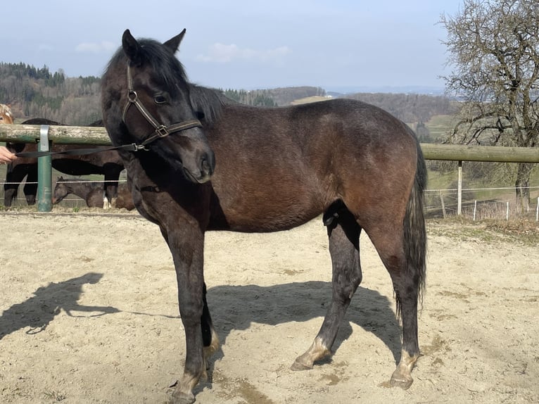 Selle autrichien Étalon 2 Ans Gris in Hartkirchen