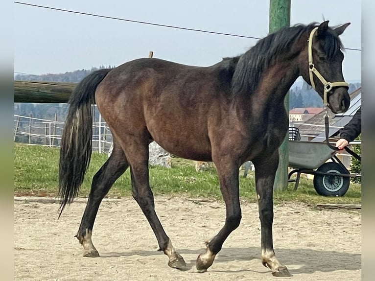 Selle autrichien Étalon 2 Ans Gris in Hartkirchen