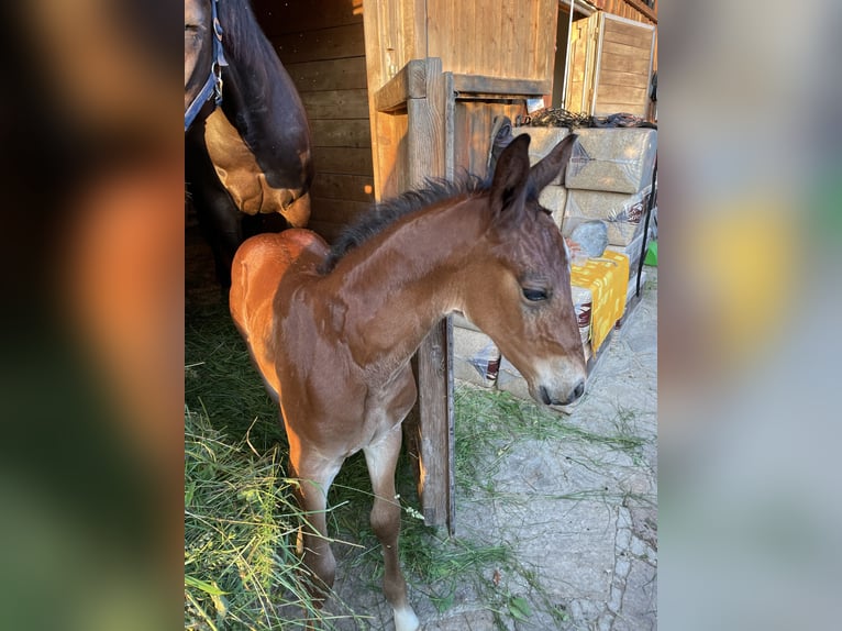 Selle autrichien Étalon 3 Ans 160 cm Bai in St. Margarethen An Der Raab