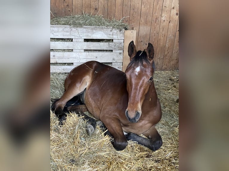 Selle autrichien Étalon 3 Ans 160 cm Bai in St. Margarethen An Der Raab