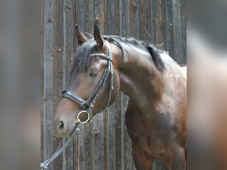 Selle autrichien Étalon 3 Ans 174 cm Bai in Groß Siegharts