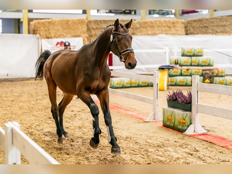 Selle autrichien Étalon 3 Ans 175 cm Bai in Stadl-Paura