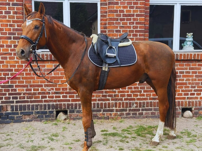 Selle autrichien Étalon 4 Ans 165 cm Roan-Bay in Krasiejów