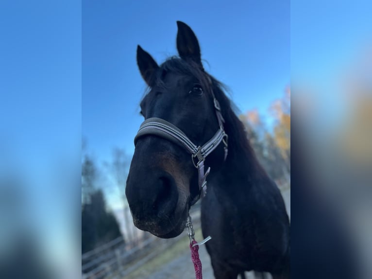 Selle autrichien Étalon 5 Ans 163 cm Bai brun in Maria Lankowitz