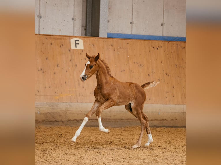 Selle autrichien Étalon Poulain (05/2024) 170 cm Alezan brûlé in Unterpetersdorf