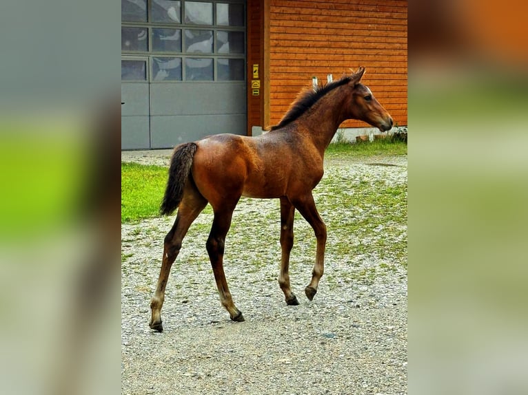 Selle autrichien Étalon Poulain (04/2025) 170 cm Bai brun in Tr&#xF6;stlberg