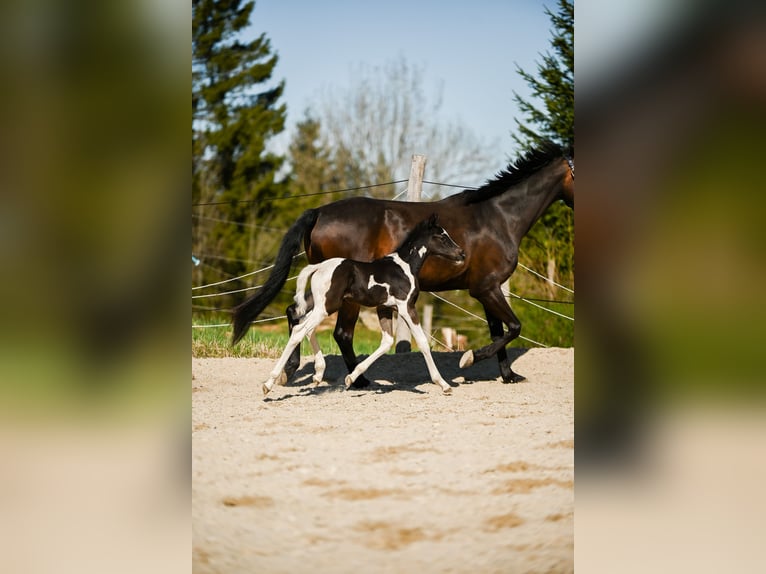 Selle autrichien Étalon Poulain (04/2025) 170 cm Pinto in Altmelon