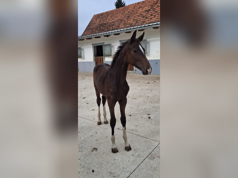 Selle autrichien Étalon Poulain (03/2025) 172 cm Bai brun foncé in Bad Radkersburg