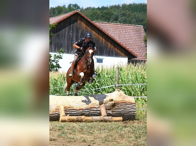 Selle autrichien Étalon Poulain (04/2025) 172 cm Bai in St Marein bei Graz