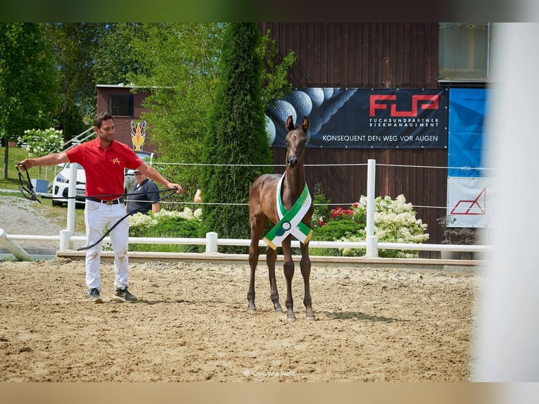 Selle autrichien Étalon Poulain (05/2026)  in Rettenegg