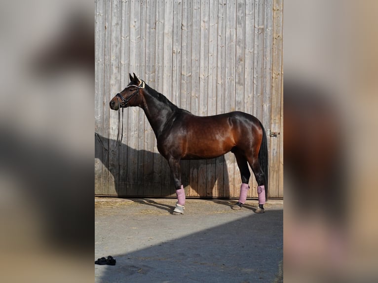 Selle autrichien Hongre 10 Ans 168 cm Bai brun in Erlangen