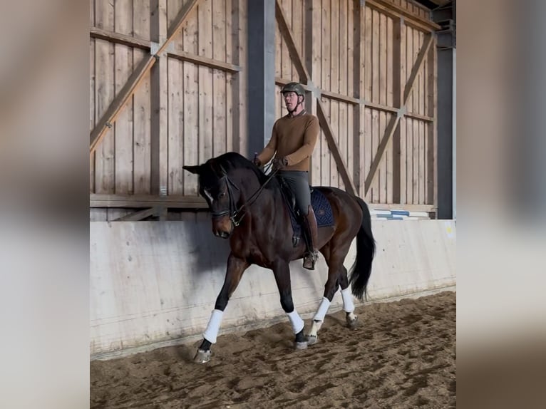 Selle autrichien Hongre 10 Ans 172 cm Bai brun in Eberschwang