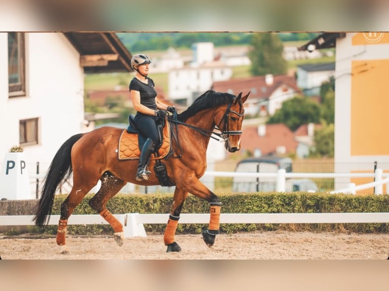 Selle autrichien Hongre 10 Ans 176 cm Bai in Hartberg