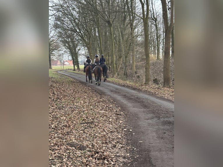 Selle autrichien Hongre 10 Ans 178 cm Noir in Warendorf