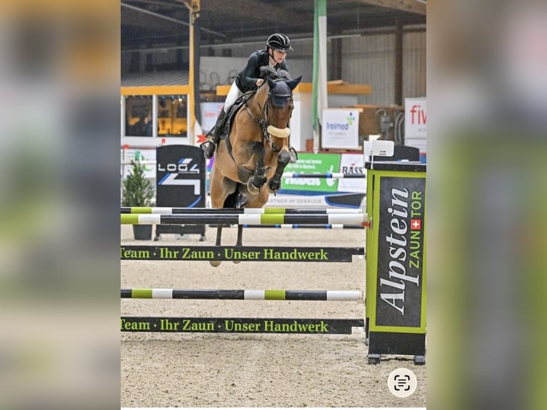 Selle autrichien Hongre 11 Ans 168 cm Bai in Altach