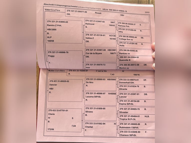 Selle autrichien Hongre 11 Ans 174 cm Noir in Talheim