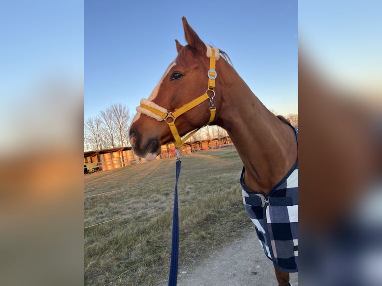 Selle autrichien Hongre 12 Ans 165 cm Alezan in Baden