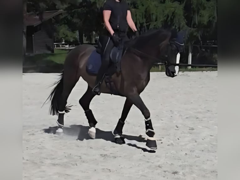 Selle autrichien Hongre 12 Ans 166 cm Bai in Traunreut