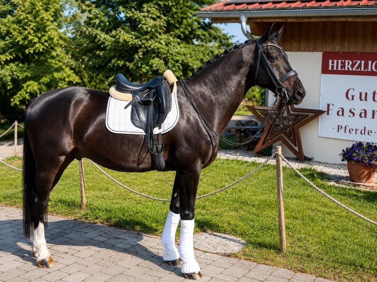 Selle autrichien Hongre 12 Ans 169 cm Bai brun in Chieming
