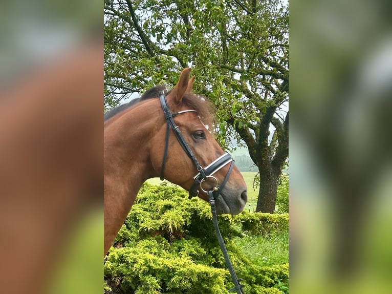 Selle autrichien Hongre 12 Ans 170 cm Bai clair in Pelmberg