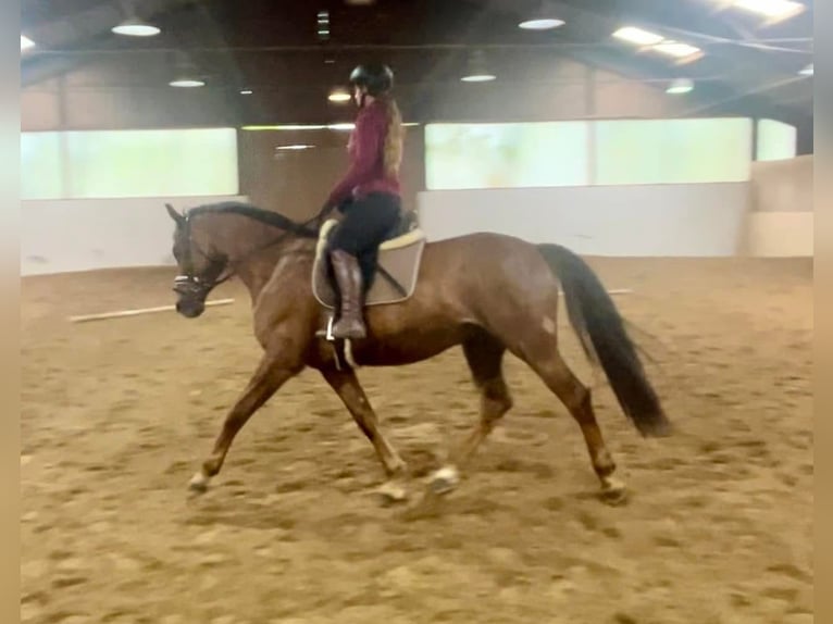 Selle autrichien Hongre 12 Ans 170 cm Bai clair in Pelmberg