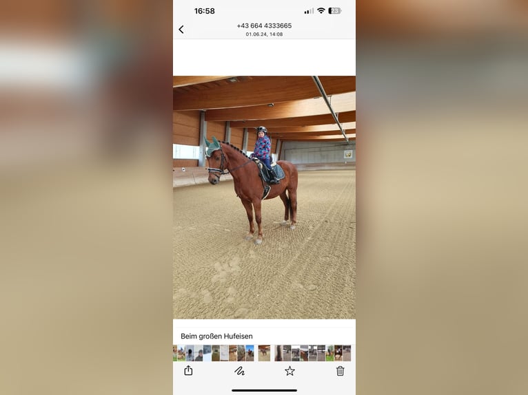 Selle autrichien Hongre 12 Ans 170 cm Bai clair in Pelmberg