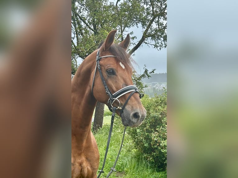 Selle autrichien Hongre 12 Ans 170 cm Bai clair in Pelmberg