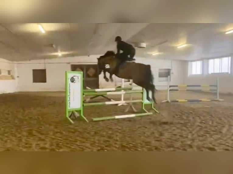 Selle autrichien Hongre 12 Ans 170 cm Bai clair in Pelmberg
