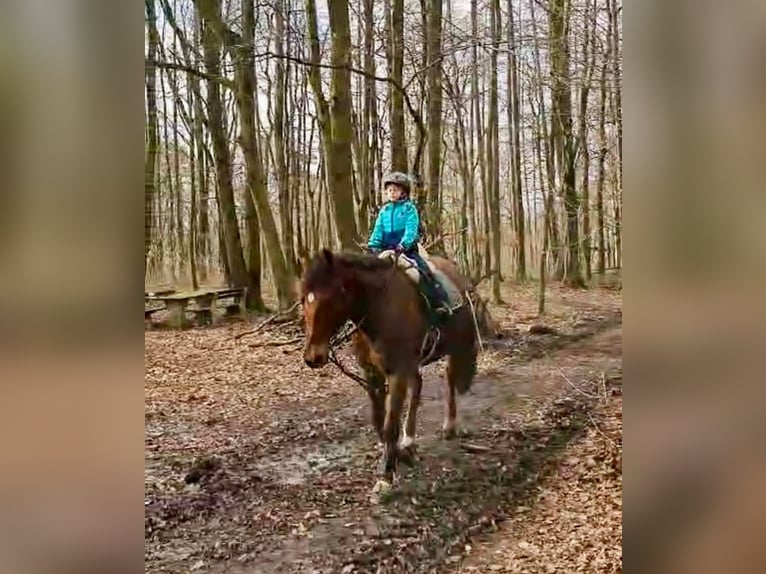 Selle autrichien Hongre 12 Ans 170 cm Bai clair in Pelmberg
