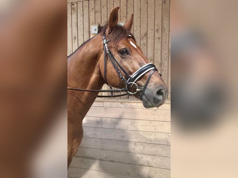 Selle autrichien Hongre 12 Ans 170 cm Bai clair in Pelmberg