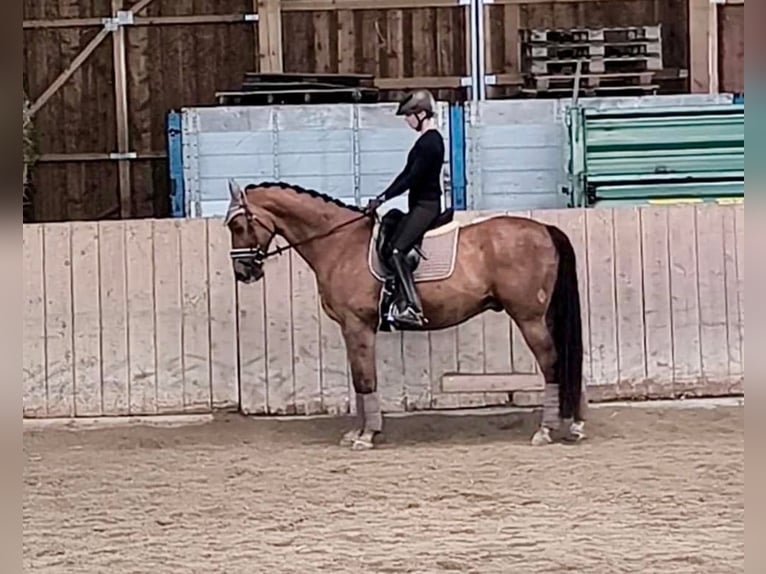 Selle autrichien Hongre 12 Ans 170 cm Bai clair in Pelmberg