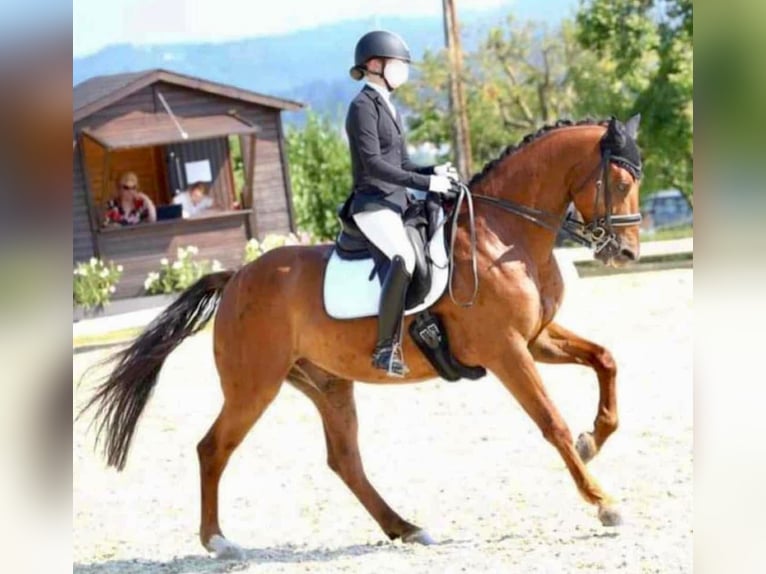 Selle autrichien Hongre 12 Ans 170 cm Bai clair in Pelmberg