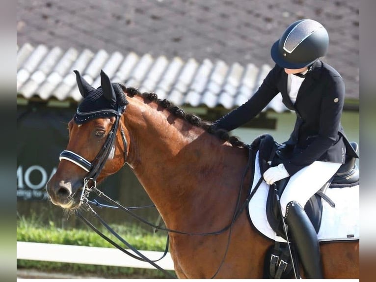 Selle autrichien Hongre 12 Ans 170 cm Bai clair in Pelmberg
