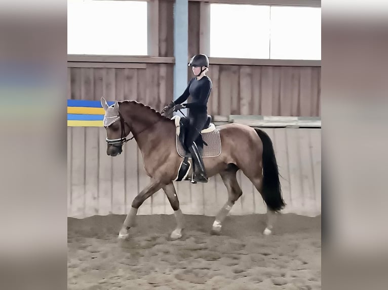 Selle autrichien Hongre 12 Ans 170 cm Bai clair in Pelmberg