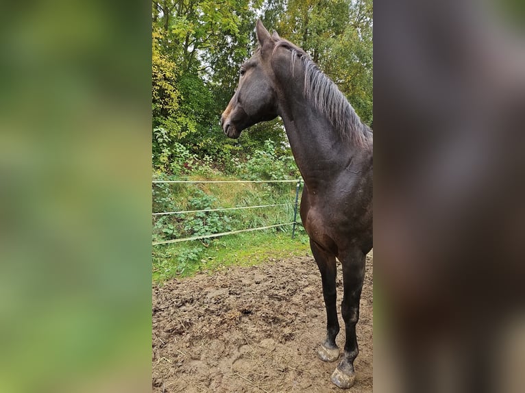 Selle autrichien Hongre 12 Ans 176 cm Bai in Fischach