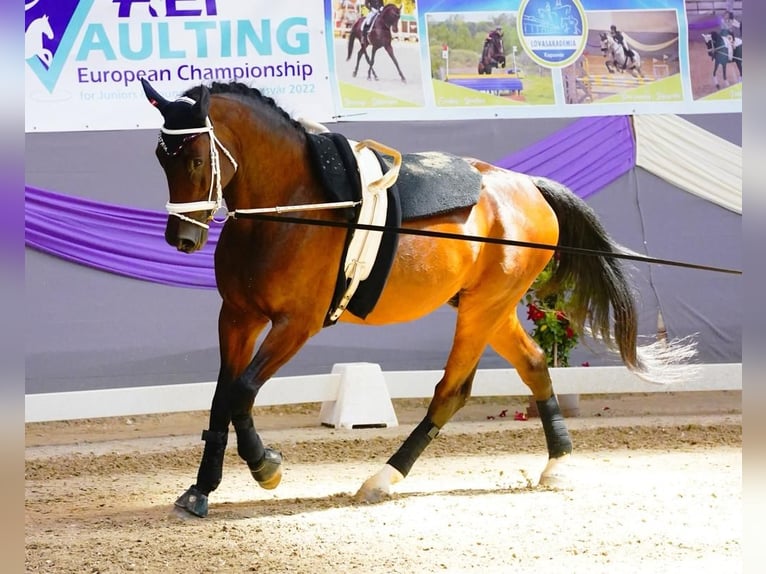 Selle autrichien Hongre 12 Ans 178 cm Bai in Gössendorf