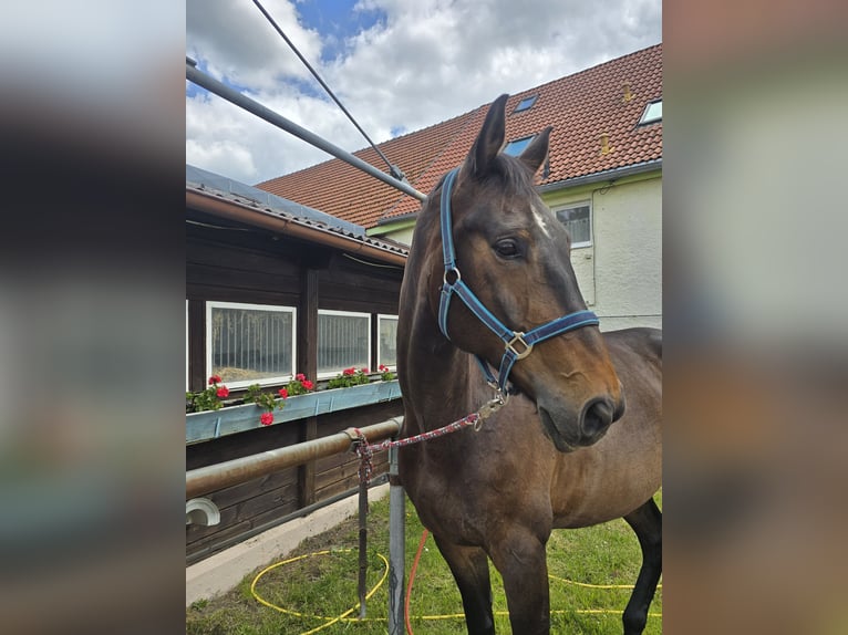 Selle autrichien Hongre 12 Ans 184 cm Bai in Fischach