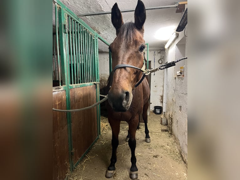 Selle autrichien Hongre 13 Ans 160 cm Bai in Wildon