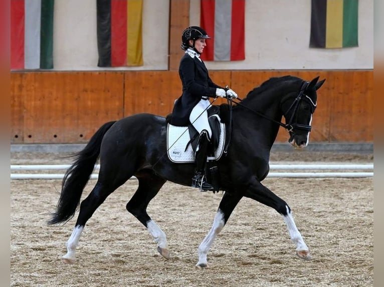 Selle autrichien Hongre 13 Ans 164 cm Bai brun foncé in Schottwien